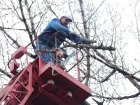 Southern Maryland Fellers Tree Service image 2